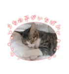 七夕家のにゃんず（個別スタンプ：33）