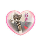 七夕家のにゃんず（個別スタンプ：34）