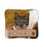 七夕家のにゃんず（個別スタンプ：35）