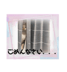 七夕家のにゃんず（個別スタンプ：39）