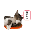 七夕家のにゃんず（個別スタンプ：40）