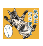 猫にまみれたがりのスタンプ4（個別スタンプ：16）