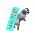 こっちゃん(1)（個別スタンプ：2）