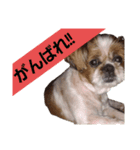 こっちゃん(1)（個別スタンプ：6）