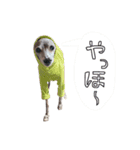 いちばんかわいいイタグレわんころ1（個別スタンプ：2）