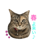 あんずちゃん其の7（個別スタンプ：1）