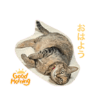 あんずちゃん其の7（個別スタンプ：3）