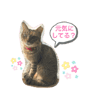 あんずちゃん其の7（個別スタンプ：4）