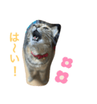 あんずちゃん其の7（個別スタンプ：5）