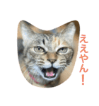 あんずちゃん其の7（個別スタンプ：9）