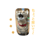 あんずちゃん其の7（個別スタンプ：14）