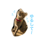 あんずちゃん其の7（個別スタンプ：21）