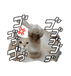 可愛いニャンコ3（個別スタンプ：23）
