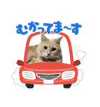 可愛いニャンコ3（個別スタンプ：30）