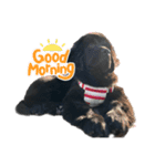 RAMちゃん♡Newfoundland ①（個別スタンプ：1）