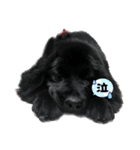 RAMちゃん♡Newfoundland ①（個別スタンプ：8）