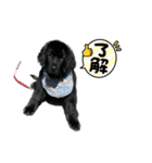 RAMちゃん♡Newfoundland ①（個別スタンプ：12）