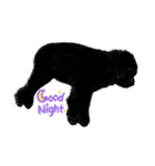 RAMちゃん♡Newfoundland ①（個別スタンプ：13）