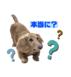 ハッピー＆もこ（個別スタンプ：6）