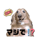 ハッピー＆もこ（個別スタンプ：9）