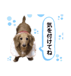 ハッピー＆もこ（個別スタンプ：14）