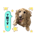 ハッピー＆もこ（個別スタンプ：16）