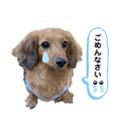 ハッピー＆もこ（個別スタンプ：30）
