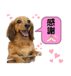 ハッピー＆もこ（個別スタンプ：35）