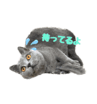 癒しのまるちゃんスタンプ（個別スタンプ：3）
