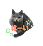 癒しのまるちゃんスタンプ（個別スタンプ：7）