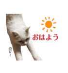 コロとマロンの幸せな毎日（個別スタンプ：2）