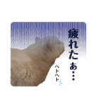 コロとマロンの幸せな毎日（個別スタンプ：4）