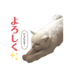 コロとマロンの幸せな毎日（個別スタンプ：9）