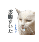 コロとマロンの幸せな毎日（個別スタンプ：11）
