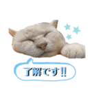 コロとマロンの幸せな毎日（個別スタンプ：16）