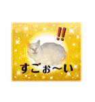 コロとマロンの幸せな毎日（個別スタンプ：17）