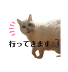 コロとマロンの幸せな毎日（個別スタンプ：18）