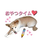 コロとマロンの幸せな毎日（個別スタンプ：32）