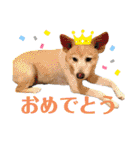 コロとマロンの幸せな毎日（個別スタンプ：33）