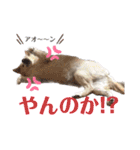 コロとマロンの幸せな毎日（個別スタンプ：35）