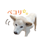 コロとマロンの幸せな毎日（個別スタンプ：36）
