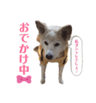 コロとマロンの幸せな毎日（個別スタンプ：37）