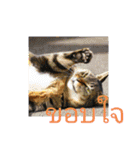 タイ語よく使うメールで日常挨拶 猫たち（個別スタンプ：9）