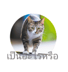 タイ語よく使うメールで日常挨拶 猫たち（個別スタンプ：12）