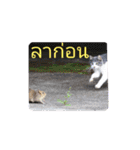 タイ語よく使うメールで日常挨拶 猫たち（個別スタンプ：15）