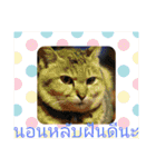 タイ語よく使うメールで日常挨拶 猫たち（個別スタンプ：17）