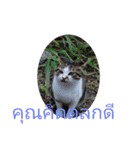 タイ語よく使うメールで日常挨拶 猫たち（個別スタンプ：32）