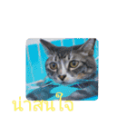 タイ語よく使うメールで日常挨拶 猫たち（個別スタンプ：38）