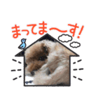 ティキのスタンプ♡（個別スタンプ：12）