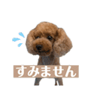 ティキのスタンプ♡（個別スタンプ：20）